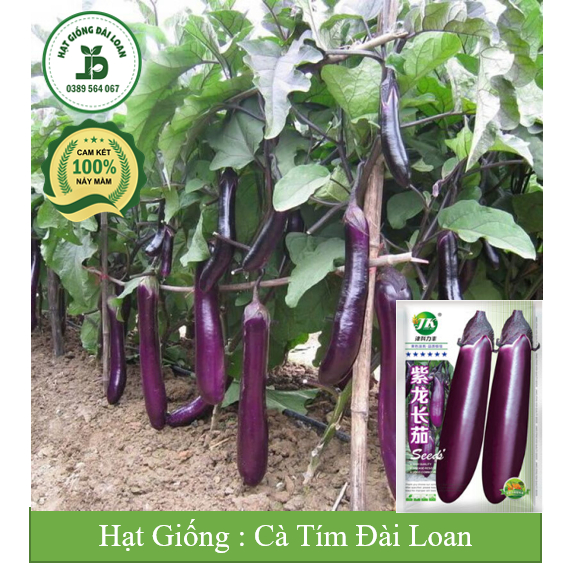 Hạt giống cà tím Đài Loan