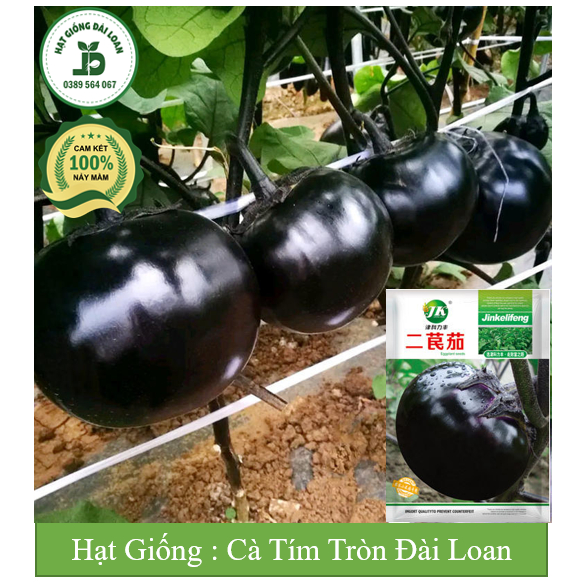 Hạt giống cà tím tròn Đài Loan