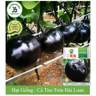 Hạt giống cà tím tròn Đài Loan