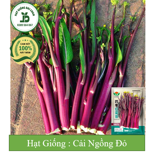 Hạt giống cải ngồng đỏ siêu ngọn Đài Loan