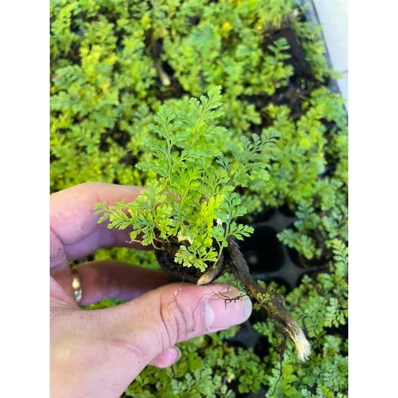 Dương xỉ đuôi chồn loại siêu mini setup terrarium Green Natural