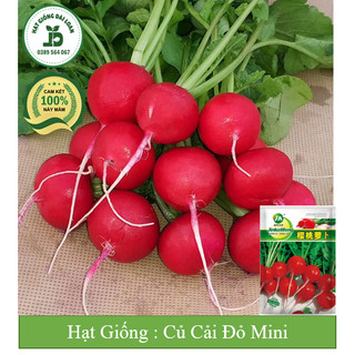 Hạt giống củ cải đỏ mini chịu nhiệt Đài Loan