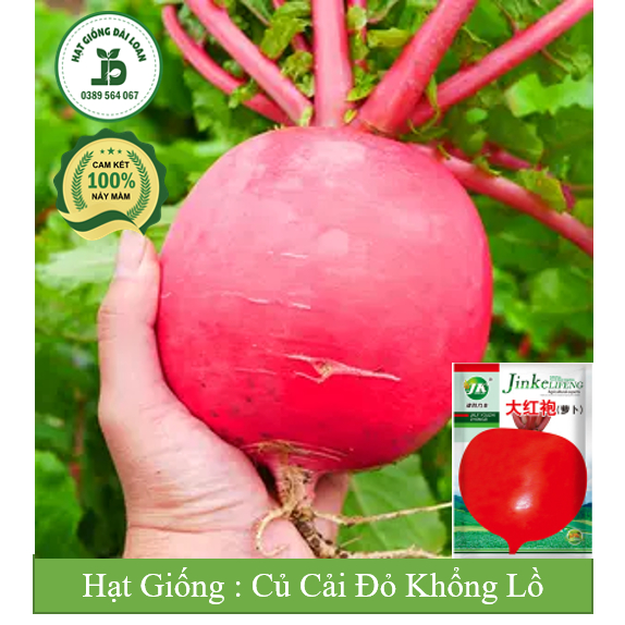 Hạt giống củ cải đỏ khồng lổ