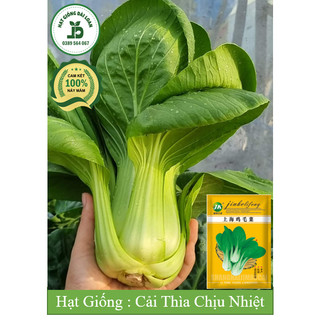 Hạt giống cải thìa chịu nhiệt Đài Loan