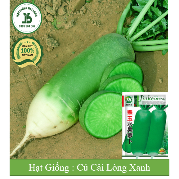 Hạt giống củ cải lòng xanh chịu nhiệt