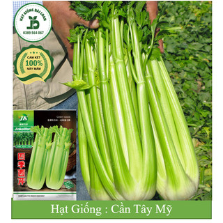 Hạt giống cần tây mỹ, cần tây ép nước