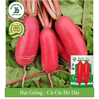 Hạt giống củ cải đỏ dài chịu nhiệt Đài Loan