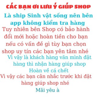cá lóc vây xanh Ninh Bình (có bảo hành rủ ro) có full Size