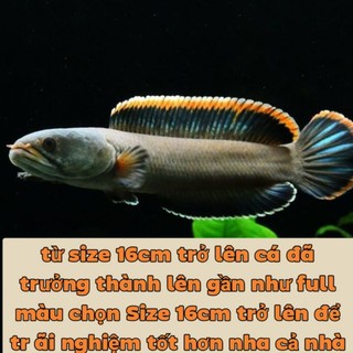 cá lóc vây xanh Ninh Bình (có bảo hành rủ ro) có full Size
