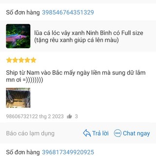 cá lóc vây xanh Ninh Bình (có bảo hành rủ ro) có full Size