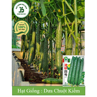 Hạt giống dưa chuột kiếm Nhật Bản, dưa leo kiếm giòn ngọt