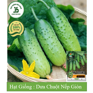 Hạt giống dưa chuột nếp non Đài Loan, dưa chuột giòn ngọt