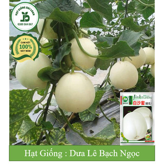 Hạt giống dưa lê bạch ngọc siêu ngọt Đài Loan