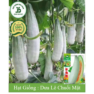 Hạt giống dưa lê chuối mật siêu ngọt Đài Loan