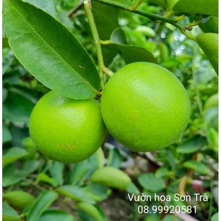 Cây chanh không hạt đang hoa trái.