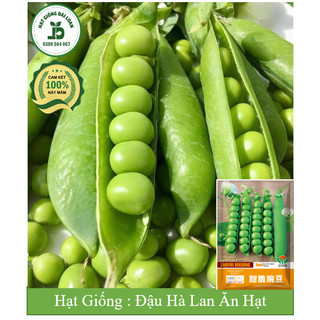 Hạt giống đậu hà lan lấy hạt Đài loan