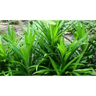 Cây lá dứa rễ trần