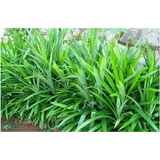 3 Cây lá dứa (cây lá nếp, cơm nếp) rễ trần