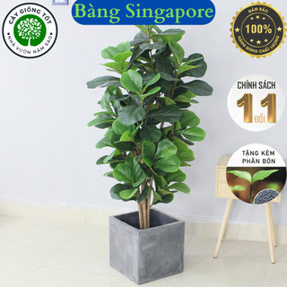 Cây choai Bàng Singapore , cao 60-80cm , cây trang trí nhà cửa, cây trang trí văn phòng, công sở