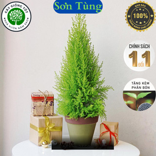 Cây noel sơn tùng, cây văn phòng, cây để bà, hay còn gọi là tùng búp, tùng núi cao 30-40cm
