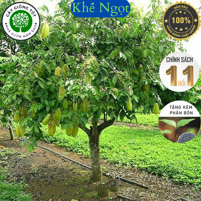 Cây giống Khế Ngọt cao 40-50cm, cho quả sau gần 1 năm trồng, cây thấp phù hợp trồng chậu