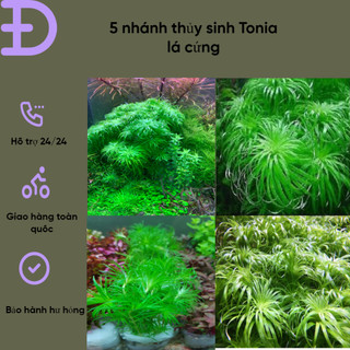 5 nhánh thủy sinh Tonia lá cứng