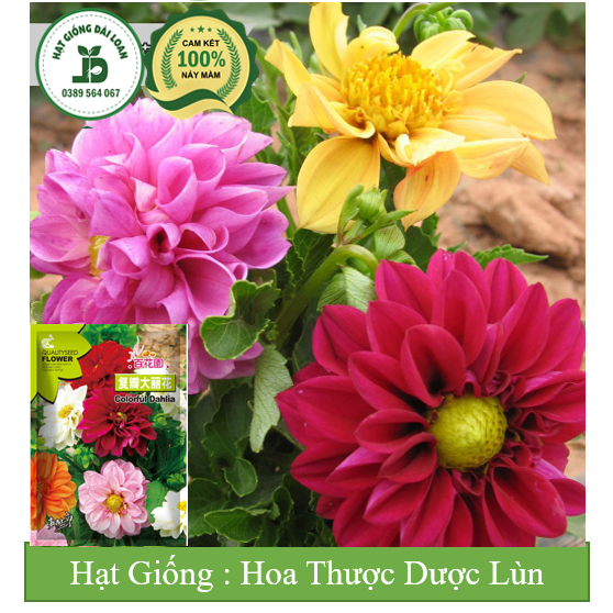 Hạt giống hoa thược dược lùn siêu xinh