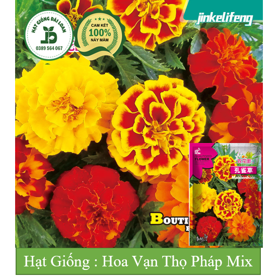 Hạt giống hoa vạn thọ pháp Mix