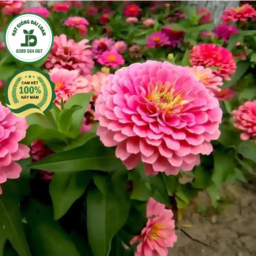 Hạt giống hoa Zinnia mix