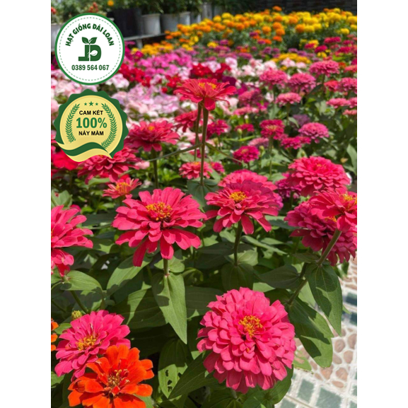 Hạt giống hoa Zinnia mix