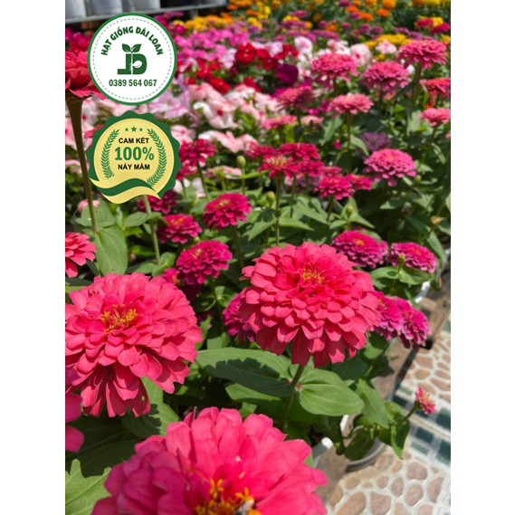 Hạt giống hoa Zinnia mix