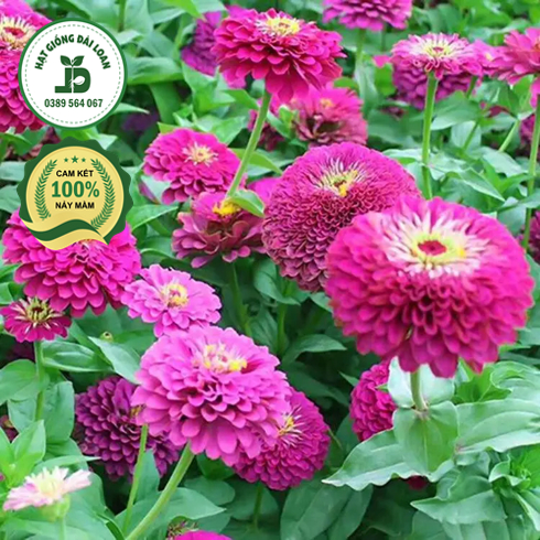 Hạt giống hoa Zinnia mix