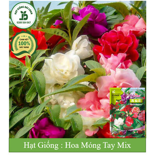 Hạt giống hoa móng tay mix