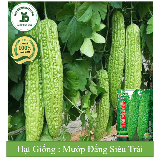 Hạt giống mướp đắng siêu trái, khổ qua siêu trái Đài Loan