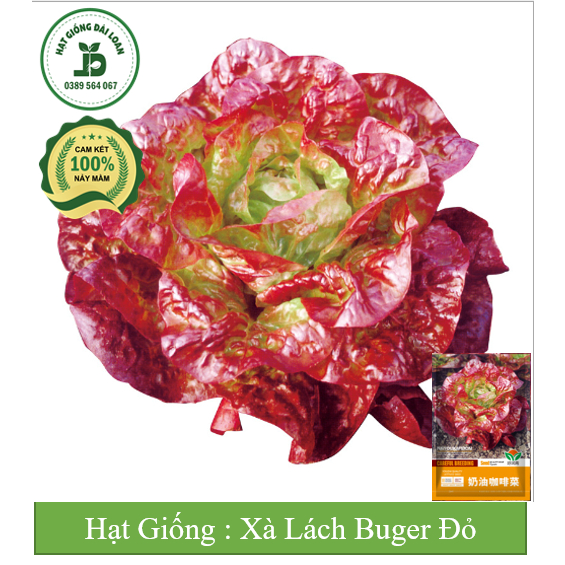 Hạt giống xà lách Buger đỏ