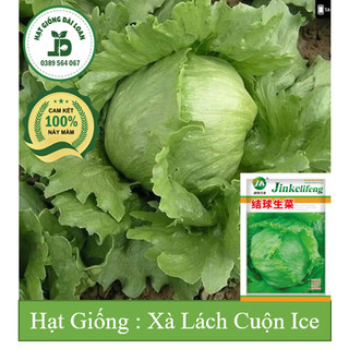 Hạt giống xà lách giòn mỹ Iceberg chịu nhiệt