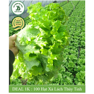 Hạt giống xà lách thủy tinh ngọt chịu nhiệt