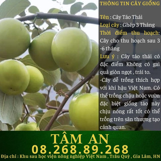 Cây táo thái xanh, cây táo không có gai và năng xuất - caygiong-f1