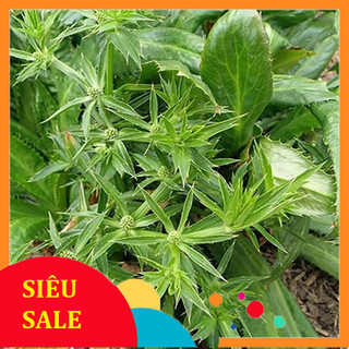 1kg bông ngò Gai tươi - Thảo Dược Ngọc Ánh