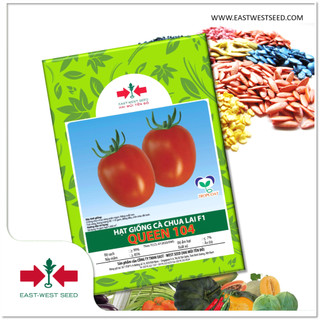 Gói 5g hạt giống cà chua lai f1 queen 104 của east-west seed