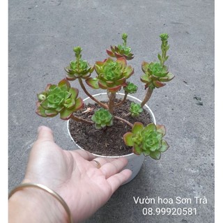 (VHST - GIAO TP.HCM 1-5H) SEN ĐÁ MAI ĐỎ.