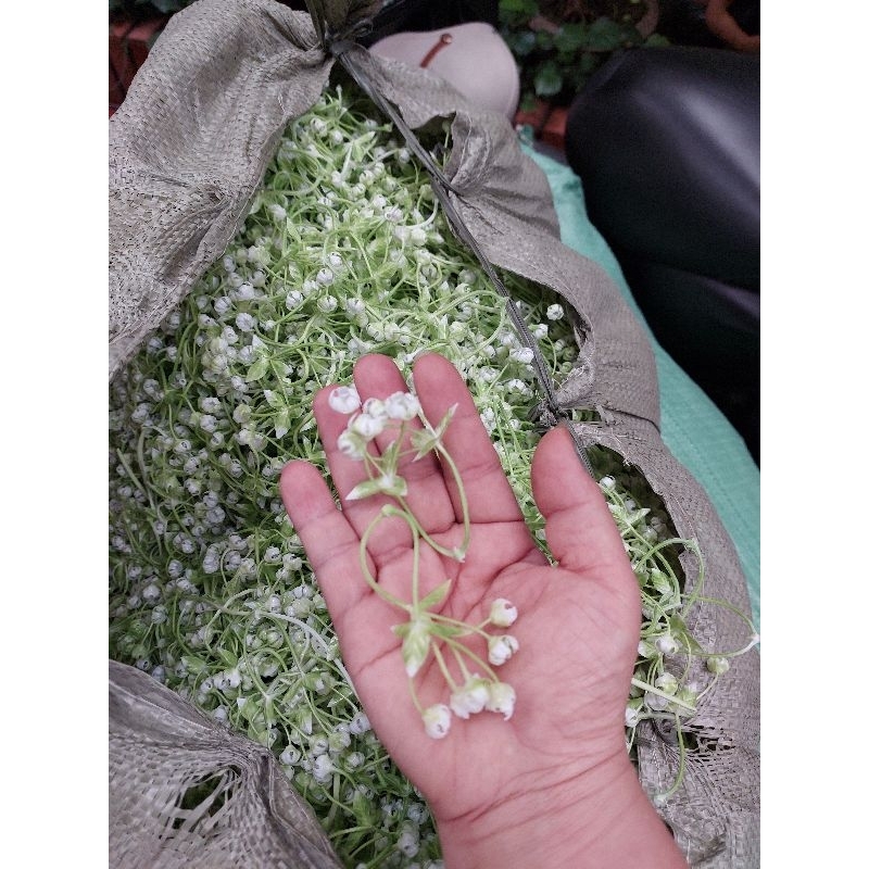 1 kg cỏ điểm ngẫu nhiên