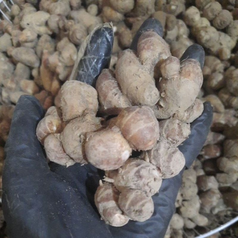 Xá kén(ĐỊA LIỀN- thiền liên-xá kiếng) tươi 1kg - hàng vừa và nhỏ củ rời hợp dã ngâm ruou.