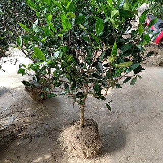 Cây Trà xanh Thái Nguyên cây 2_3 năm tuổi