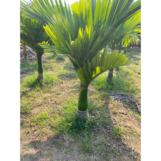 Cây giống cau lùn tứ quý cao 30-40cm