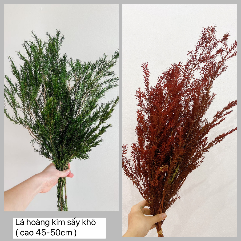 Lá hoàng kim sấy khô ❤️ lá khô trang trí không gian, decor sáp thơm, nến thơm, đổ resin.