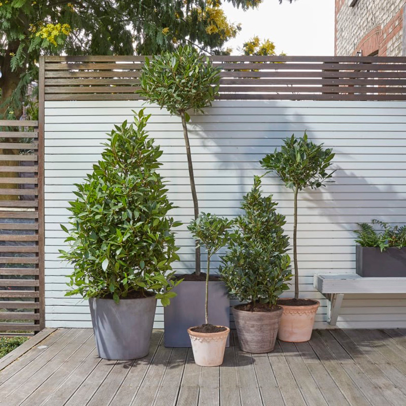 Nguyệt quế Hy Lạp / Bay laurel, bay leaf