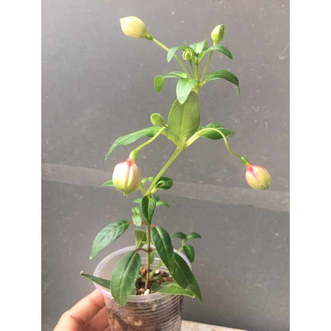 CÂY GIỐNG HOA LỒNG ĐÈN BÚP BÊ CẤY MÔ MÀU HỒNG # MUA 10 CÂY TẶNG 1 CÂY _ KÈM PHÂN BÓN CAO CẤP HỮU CƠ CÁ HỒI