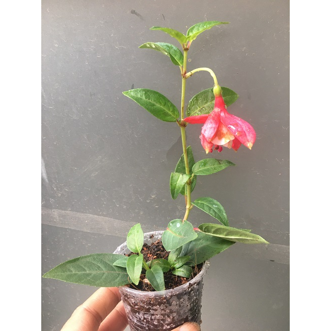 CÂY GIỐNG HOA LỒNG ĐÈN BÚP BÊ CẤY MÔ MÀU HỒNG # MUA 10 CÂY TẶNG 1 CÂY _ KÈM PHÂN BÓN CAO CẤP HỮU CƠ CÁ HỒI