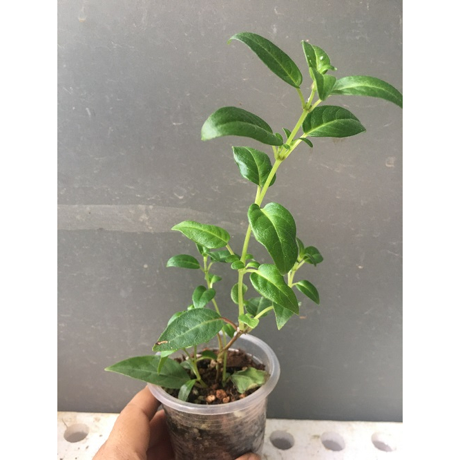 CÂY GIỐNG HOA LỒNG ĐÈN BÚP BÊ CẤY MÔ MÀU HỒNG # MUA 10 CÂY TẶNG 1 CÂY _ KÈM PHÂN BÓN CAO CẤP HỮU CƠ CÁ HỒI